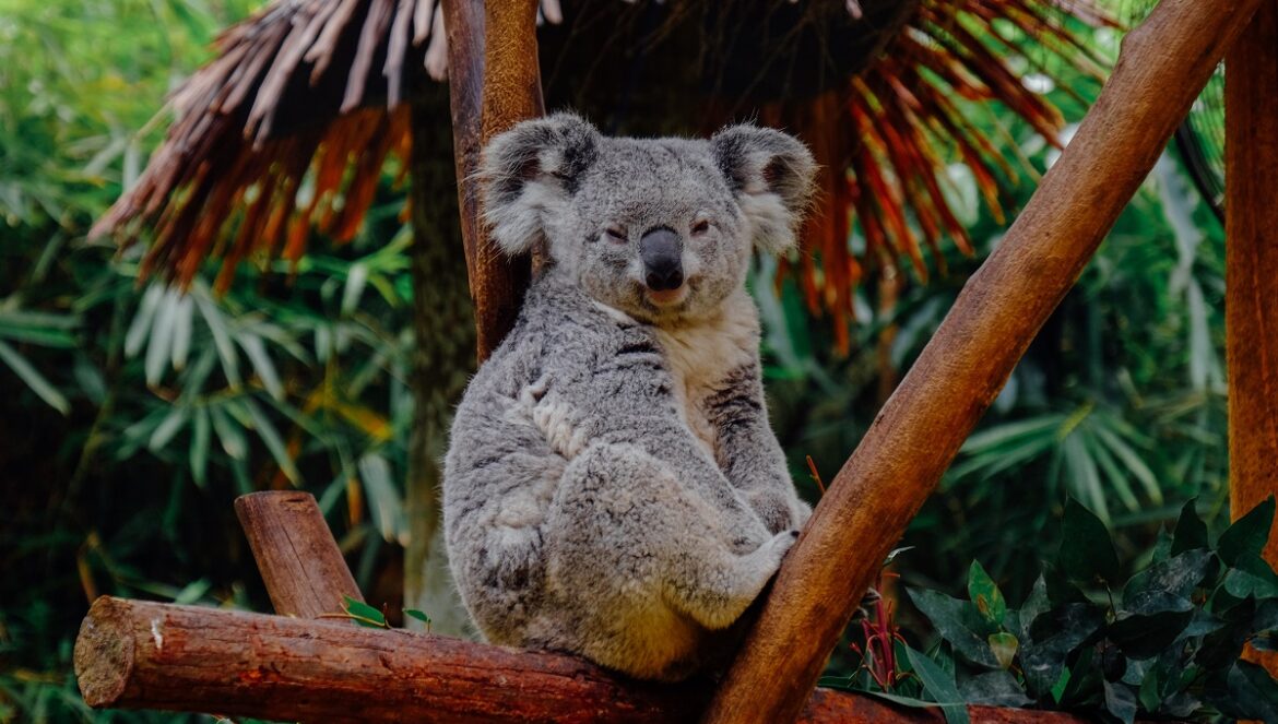 Unique Experiences You Can Have Only in Australia